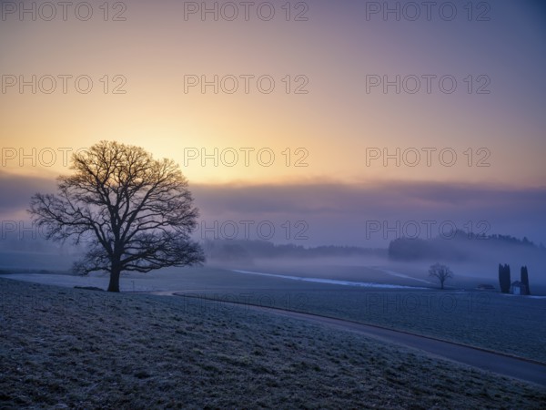 Silhouette of an unleafy deciduous tree in high fog, Högl, Anger, Berchtesgadener Land, Upper