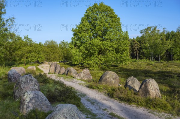 Glan Bride, Glander Steine, megalite grave, megalite culture, Dötlingen, Lower Saxony, Germany