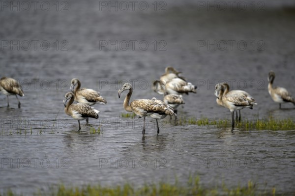 Pink flamingos (Phoenicopterus roseus) in a lagoon, juveniles, Makgadikgadi Pans National Park,