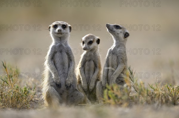 Meerkats or suricates (Suricata suricatta), Makgadikgadi Salt Pans, Makgadikgadi Pans National