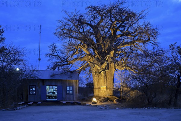 Baobab tree (Adansonia digitata), blue hour, Planet Baobab, lodge near the village of Gweta,