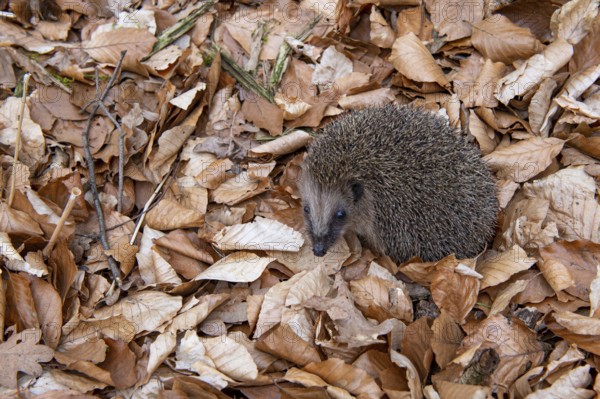 Hedgehog (Erinaceidae) on the forest floor looking for winter quarters, Cloppenburg, Lower Saxony,