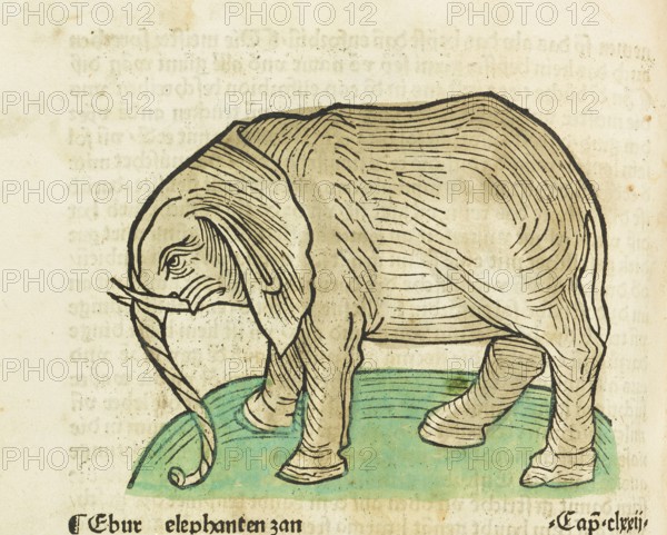 Elephant, old coloured woodcut from Gart der Gesundheit, published by Johannes de Cuba, Johannes
