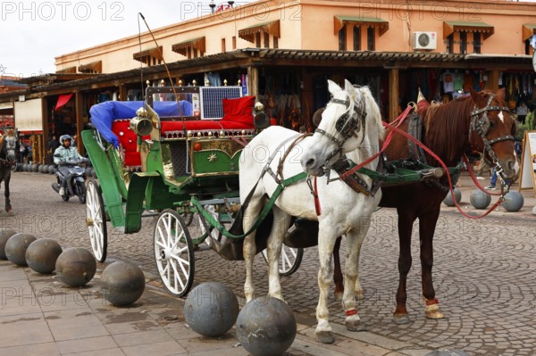 Horses and horse-drawn carriage for sightseeing tours with tourists, Marrakech, historic old town,