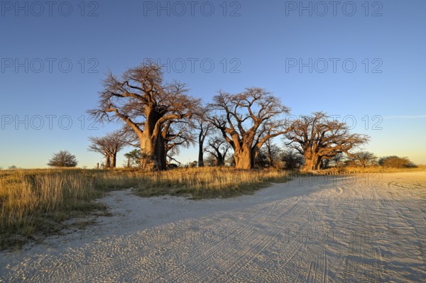 Baines Baobabs, baobab or baobab trees (Adansonia digitata), Kudiakam Pan, Nxai Pan National Park,