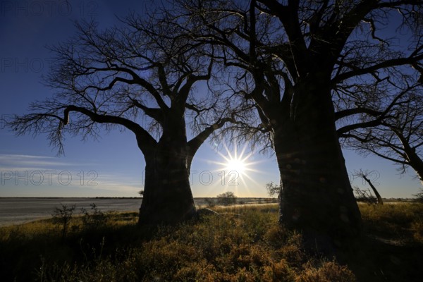 Baines Baobabs, baobab or baobab trees (Adansonia digitata) in the last daylight, Kudiakam Pan,