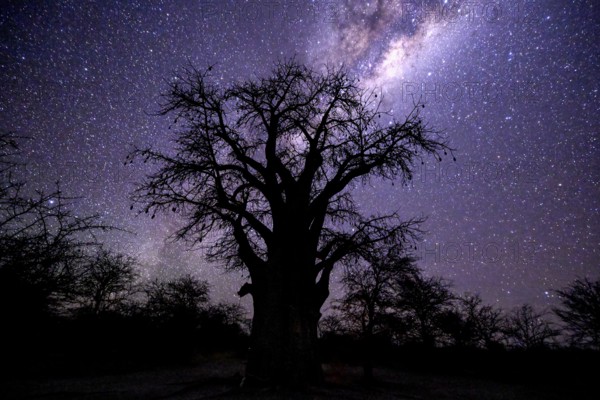 Starry sky above a baobab or baobab tree (Adansonia digitata), Kudiakam Pan, Nxai Pan National