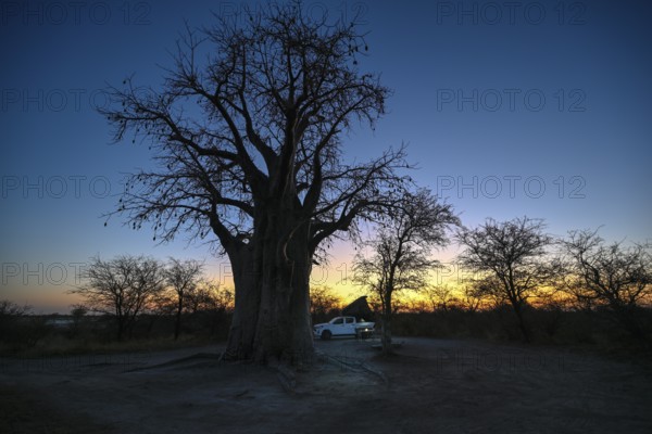 Camping vehicle under a baobab tree (Adansonia digitata), Kudiakam Pan, Nxai Pan National Park,