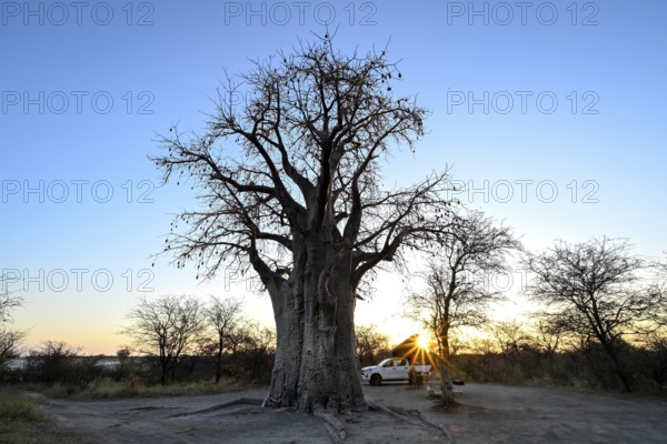 Sunrise behind a baobab or baobab tree (Adansonia digitata) on the edge of the Kudiakam Pan, Nxai