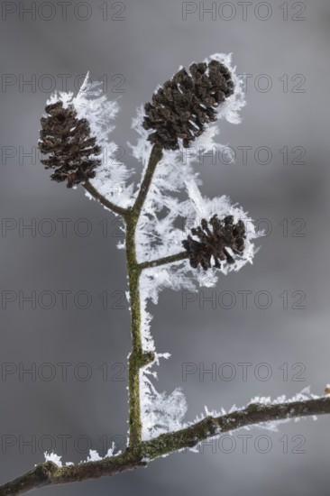 Hoarfrost on an alder branch, Colnrade, Lower Saxony, Germany