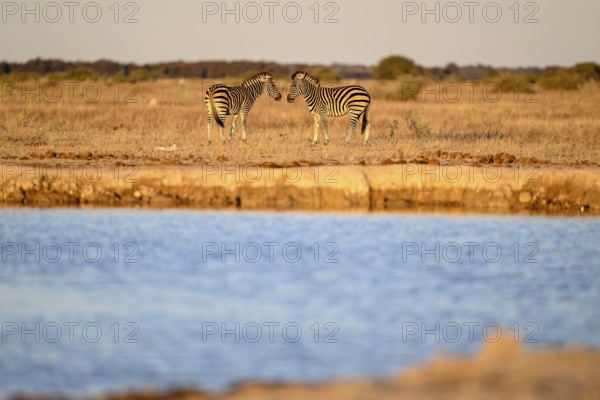 Plains zebra (Equus quagga) at the Nxai Pan waterhole, Nxai Pan National Park, near Gweta, Central