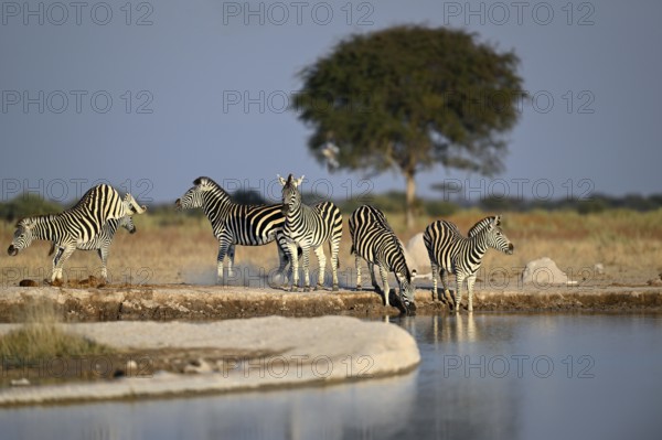 Plains zebra (Equus quagga) at the Nxai Pan waterhole, Nxai Pan National Park, near Gweta, Central