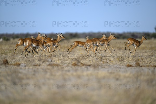 Black verse impala (Aepyceros melampus), Nxai Pan National Park, near Gweta, Central District,