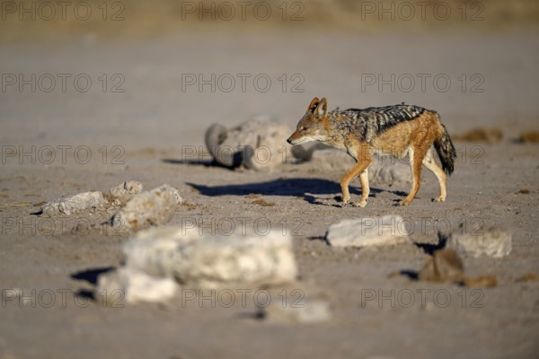 Black-backed jackal (Lupulella mesomelas), Nxai Pan National Park, near Gweta, Central District,
