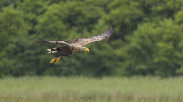 White-tailed eagle (Haliaeetus albicilla), in flight over a landscape of reeds and lakes,