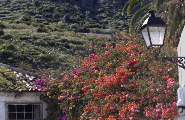 Sprawling colourful Bouganvillea (Bouganvillea) next to a white house with a lantern, surrounded by