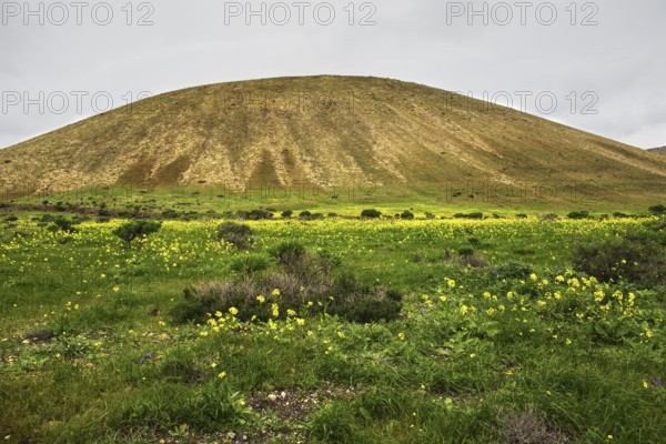 Hill with yellow flowers and green meadow under grey sky. Springtime atmosphere, Yaiza Lanzarote