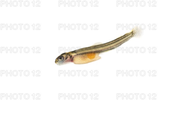 Juvenile fish, larva of Atlantic salmon (Salmo salar) after hatching in water, cut-out, fish,