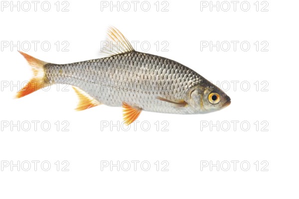 Rudd (Scardinius erythrophthalmus), fish, cut out, Vechta, Lower Saxony, Germany