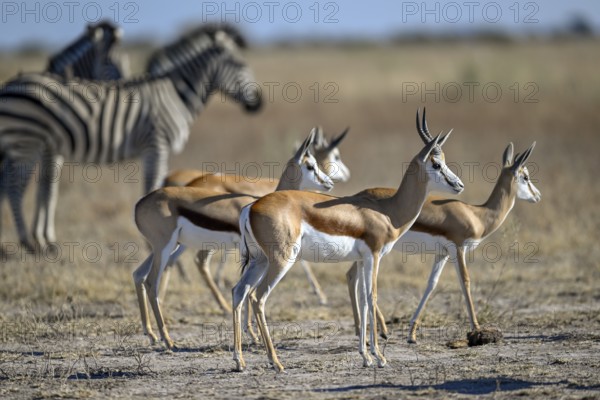 Springbok (Antidorcas hofmeyri) and plains zebra (Equus quagga) at the Nxai Pan waterhole, Nxai Pan