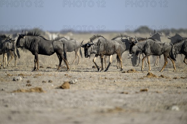 Blue wildebeest (Connochaetes taurinus) at the Nxai Pan waterhole, Nxai Pan National Park, near