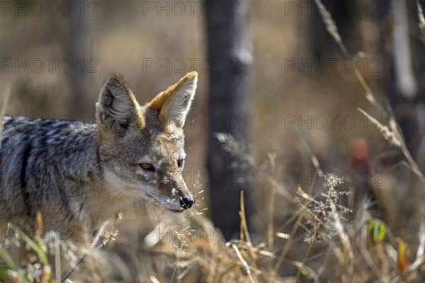 Black-backed jackal (Lupulella mesomelas), portrait, Nxai Pan National Park, near Gweta, Central