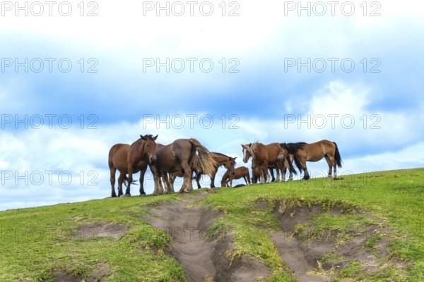 Herd of brown horses with foals grazing on a green hilltop under soft clouds, evoking freedom and