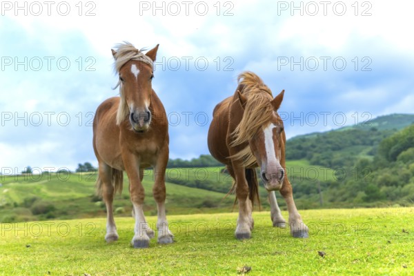 Wild horses with brown coats and blonde manes are grazing freely on the vibrant green pastures of