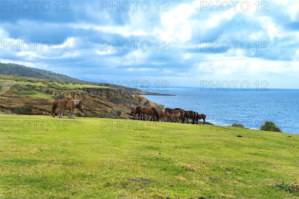 Wild horses are grazing on a green pasture along the rugged coast of mount jaizkibel in the basque