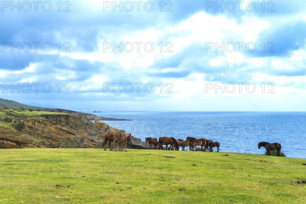 Wild horses form a herd, grazing peacefully on a green grass pasture along rugged ocean cliffs,