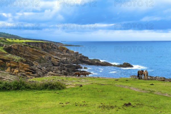 Wild horses graze on green pastures of mount jaizkibel, overlooking the cantabrian sea and rugged