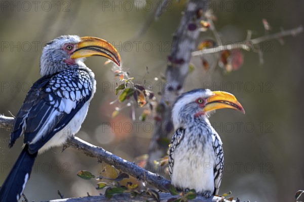 Southern yellow-billed tocos (Tockus leucomelas), Nxai Pan National Park, near Gweta, Central