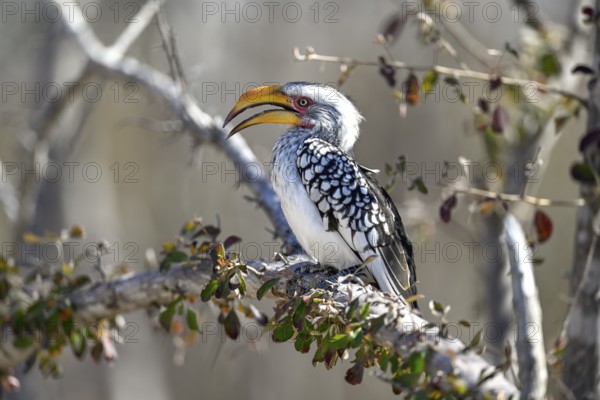 Southern Yellow-billed Hornbill (Tockus leucomelas), Nxai Pan National Park, near Gweta, Central