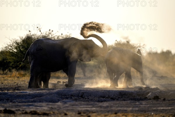 African elephants (Loxodonta africana), blue hour at sand bathing, Nxai Pan National Park, near