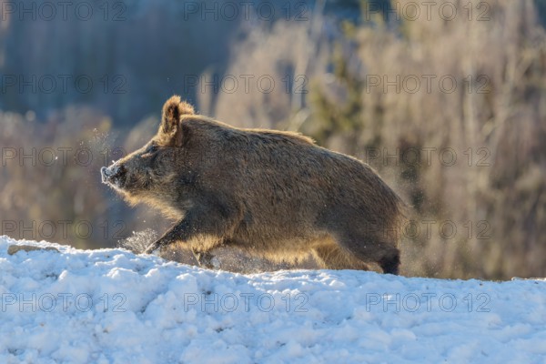 A wild boar (Sus scrofa) stands in the backlight of the sun on a snow-covered mound. A forest can