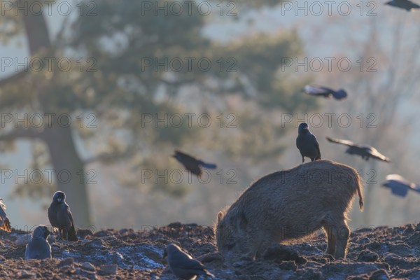 A wild boar (Sus scrofa)stands backlit by the sun on a clearing searching for food. A western