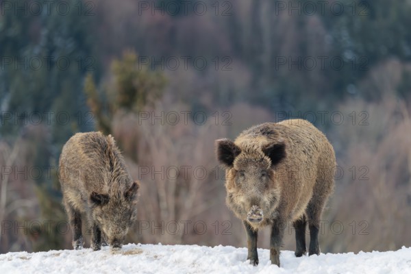 Two wild boars (Sus scrofa) search for food on a snow-covered hill. A forest can be seen in the