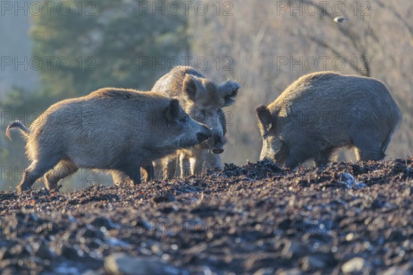 Three wild boars (Sus scrofa) stand in the backlight of the sun in a clearing, searching for food.
