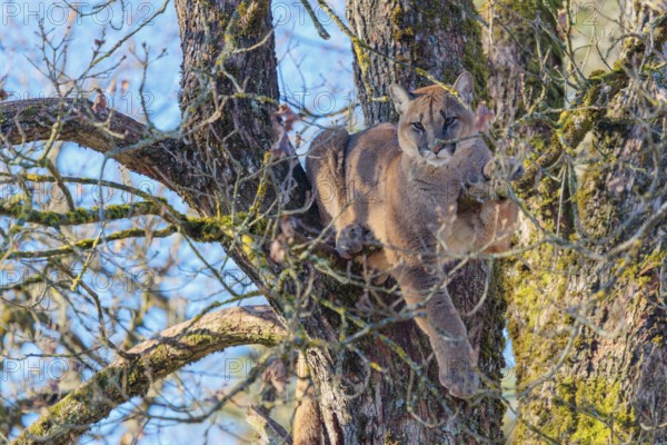 An adult female cougar (Puma concolor) rests high up in an oak tree on a sunny, cold winter day
