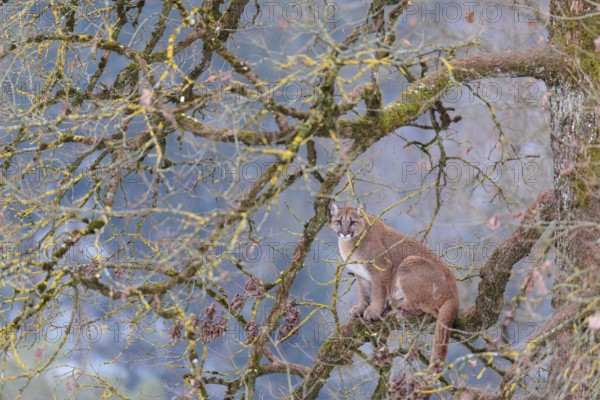 An adult female cougar (Puma concolor) sits high up on a branch in an oak tree on a cold winter day