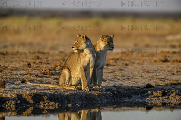 Two lionesses (Panthera leo) in the morning light at the Nxai Pan waterhole, Nxai Pan National