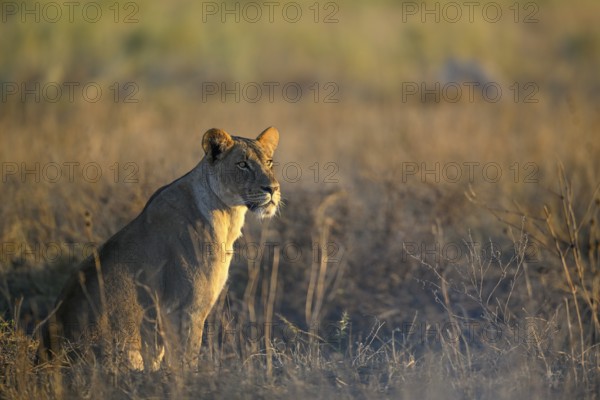 Lioness (Panthera leo) in the morning light in the tall grass, Nxai Pan National Park, near Gweta,