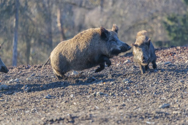 An adult wild boar (Sus scrofa) runs after a young animal and attacks it. A forest can be seen in