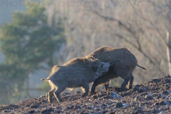 Two young wild boars (Sus scrofa) wrestle with each other in the backlight of the sun in a clearing