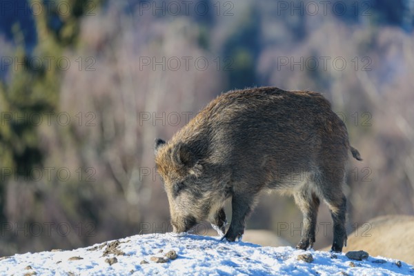 A young wild boar (Sus scrofa) searches for food on a snow-covered hill, backlit by the sun. A