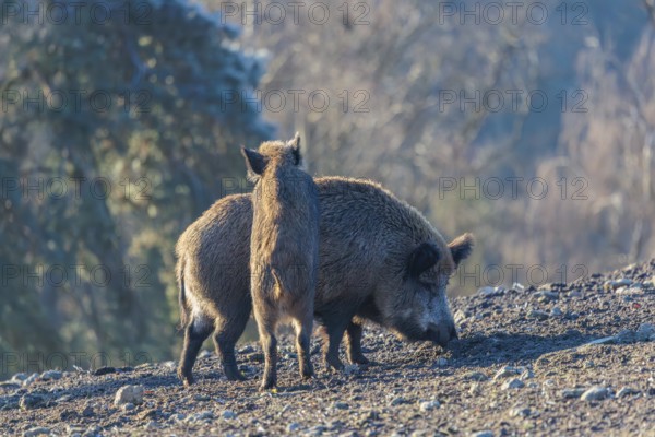 A young wild boar (Sus scrofa) stands with its front legs leaning against a adult female animal in