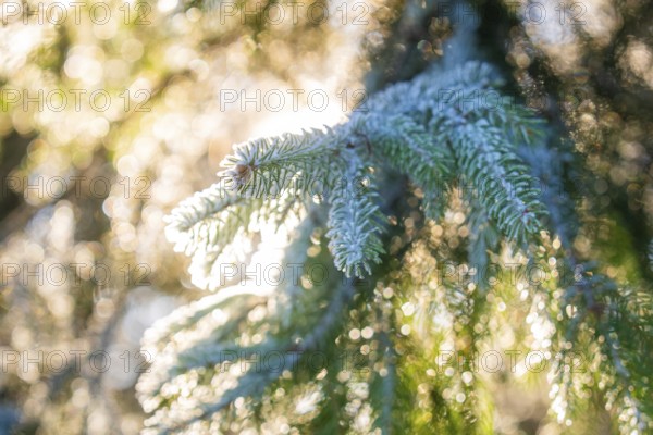 Iced pine branch in golden sunlight, Black Forest, Germany