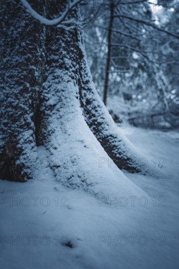 A tree trunk covered with snow on the forest floor, Besenfeld, Black Forest, Germany