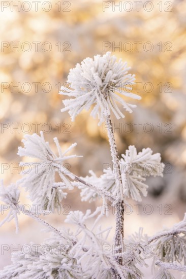 Icy plant in frosty winter scenery, Black Forest, Germany
