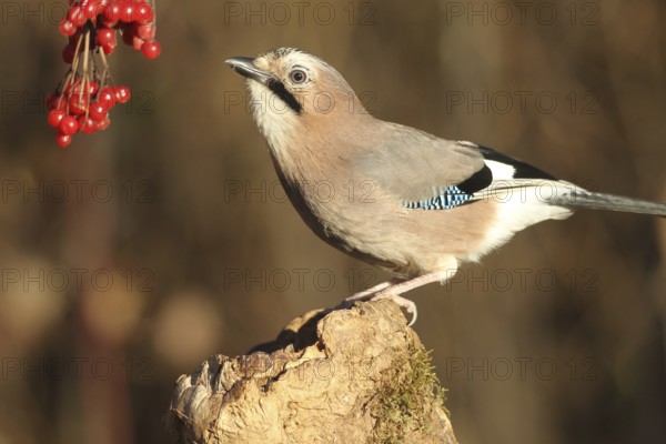 Eurasian jay (Garrulus glandarius) at winter feeding in the forest, Allgäu, Bavaria, Germany,